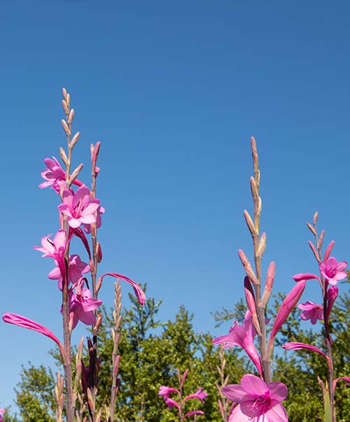 VOE Fauna & Flora 02